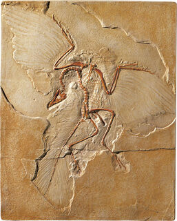 Fossiler Urvogel Archaeopteryx